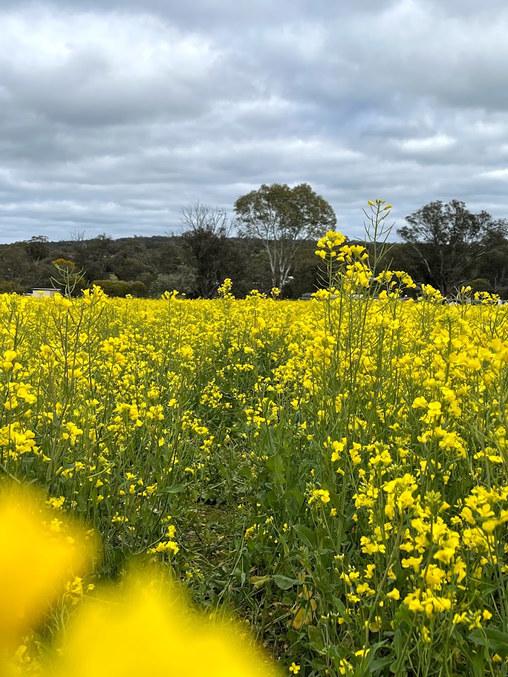 PetTeet Park | food | 1625 Qualen W Rd, Gilgering WA 6302, Australia | 0407631020 OR +61 407 631 020