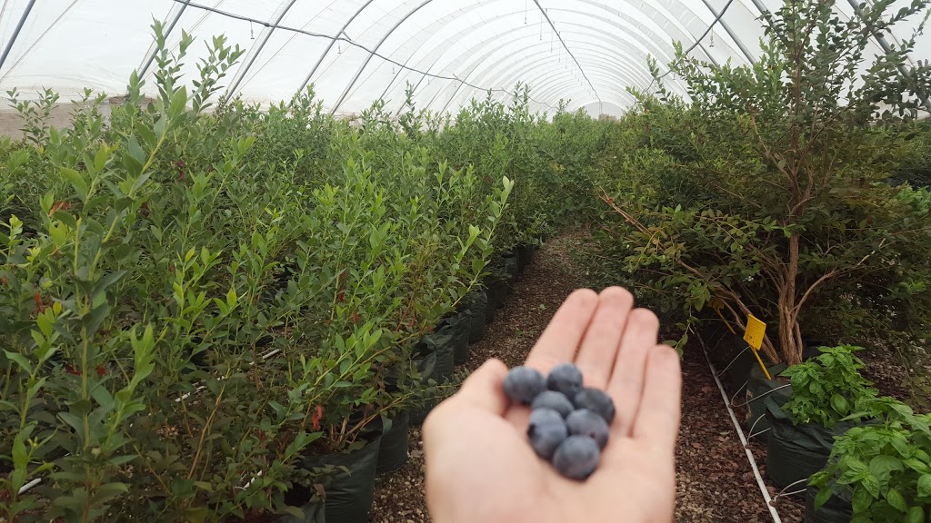 Richgro Garden Products | 203 Acourt Rd, Jandakot WA 6164, Australia | Phone: (08) 6258 7100