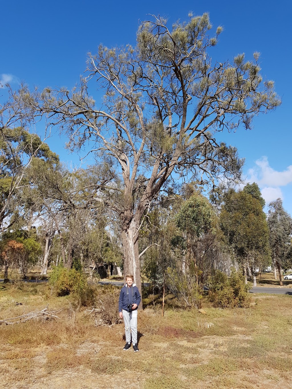 Eynesbury Grey Box Forest | 333-473 Eynesbury Rd, Eynesbury VIC 3338, Australia | Phone: (03) 9938 6894