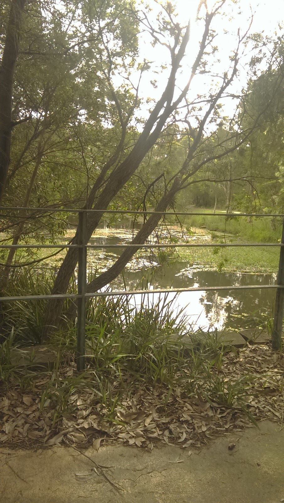 Campbell Reserve | park | 3 Rosewood Cl, Garden Suburb NSW 2289, Australia