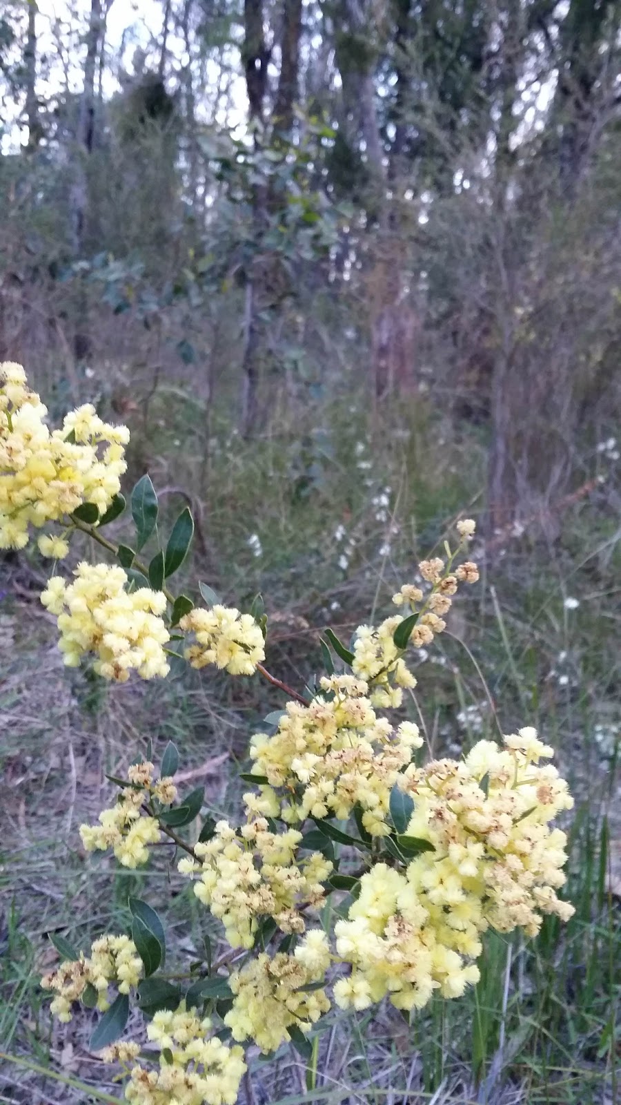 Cheong Wildflower Sanctuary | park | 1-29 Eastfield Rd, Croydon VIC 3136, Australia