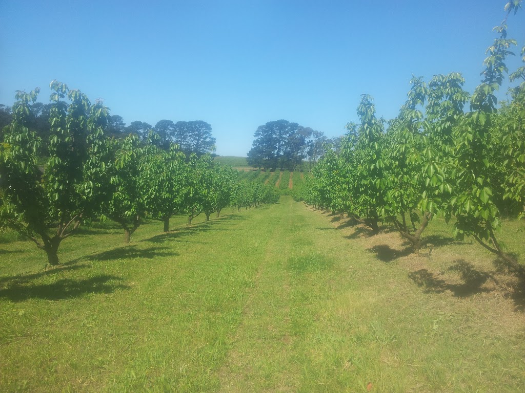 Seville Farm Cherries |  | 56 Monbulk-Seville Rd, Seville VIC 3139, Australia | 1300360056 OR +61 1300 360 056