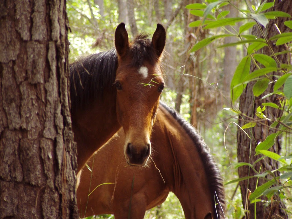 Kuranda National Park (Recovery) | Mona Mona QLD 4881, Australia