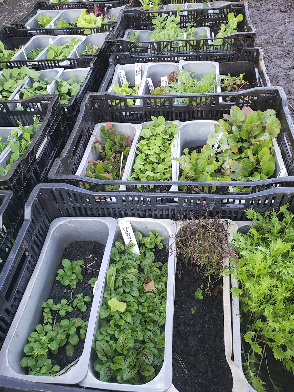 Sundrenched Seedlings Garden Centre | 88/90 Queen Elizabeth Dr, Coraki NSW 2471, Australia | Phone: 0401 367 323