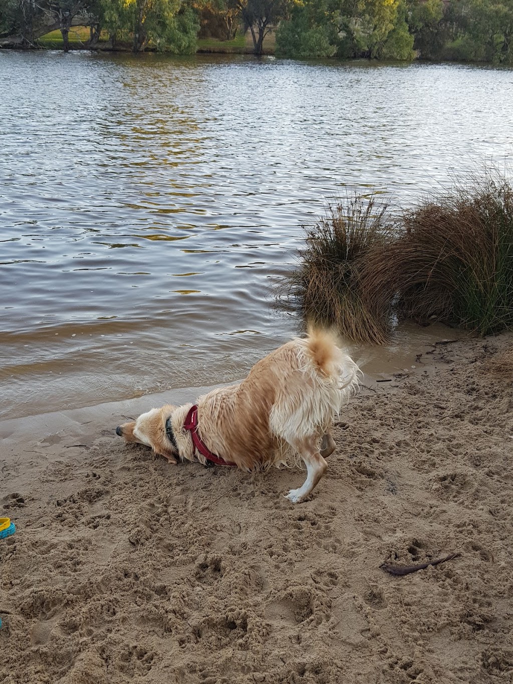 Sandy Beach Reserve, Bassendean | zoo | West Rd, Bassendean WA 6054, Australia