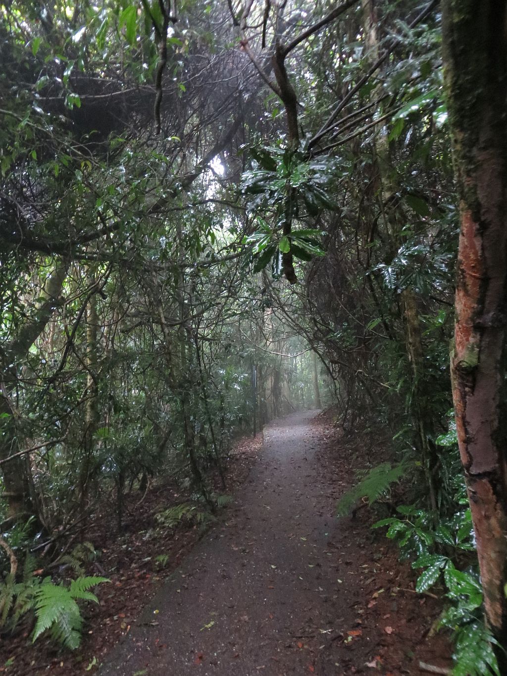 Lyrebird Link Track | park | Lyrebird Link, Dorrigo Mountain NSW 2453, Australia