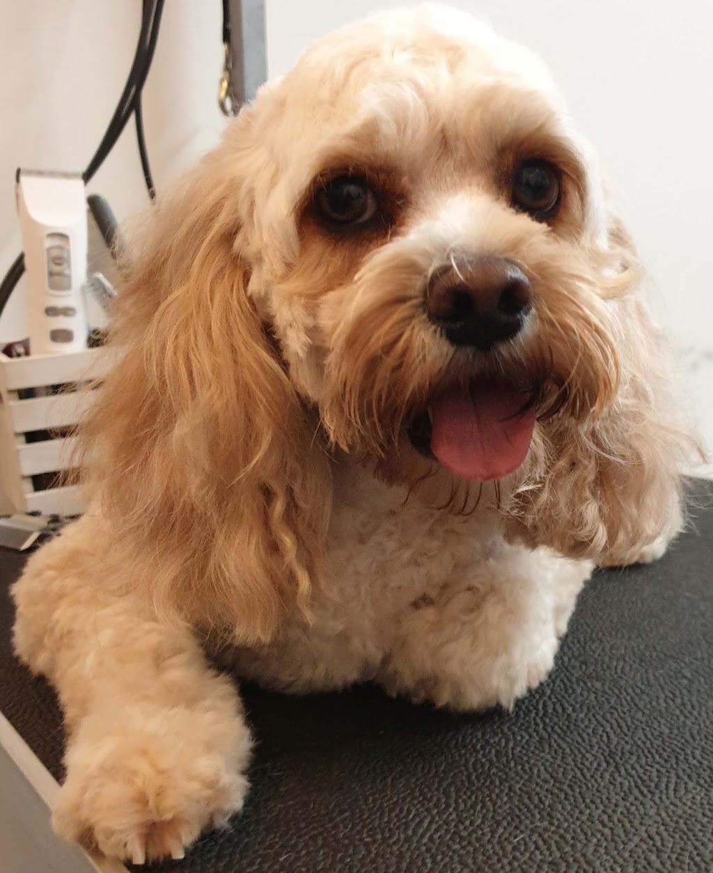 Fab Fur Dog Grooming | Candy Creek Rd, Guanaba QLD 4210, Australia | Phone: 0420 859 751