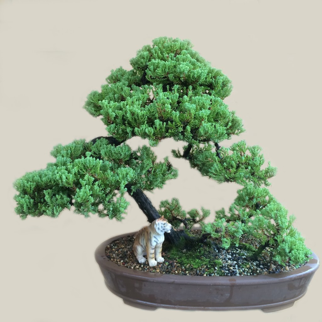 Penjing Bonsai | general contractor | 4 Piedmont Cl, Endeavour Hills VIC 3802, Australia | 0470528160 OR +61 470 528 160