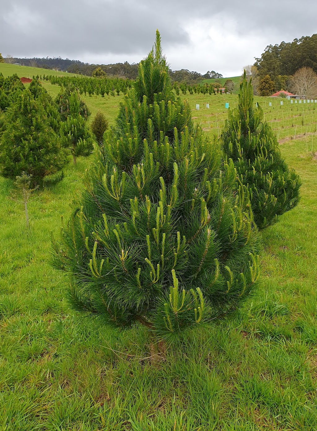 Lalla Valley Farm | 75 Brooks Rd, Lalla TAS 7267, Australia | Phone: 0497 887 462