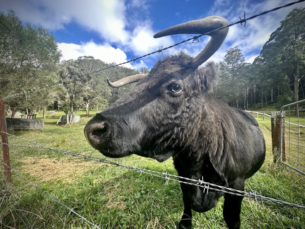 Willows Retreat Accommodation and Camping | 4826 Great N Rd, Fernances Crossing NSW 2325, Australia | Phone: (02) 4998 8623