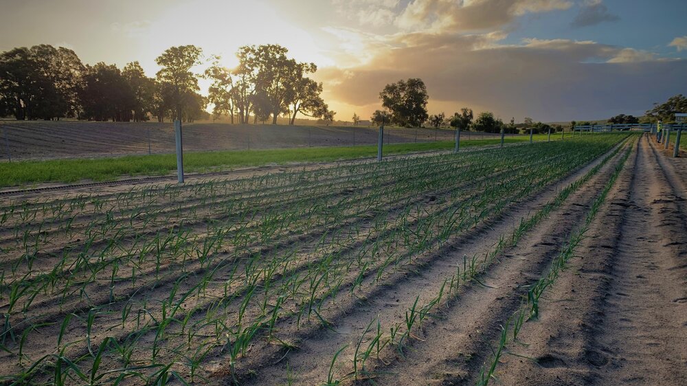 Munns & Sons Garlic | 219 Nabaroo Rd, Cowalla WA 6503, Australia | Phone: 0427 207 902