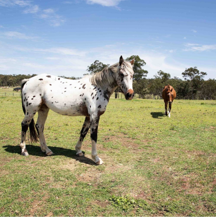 Hadden Farm | 47 Mcmahons Rd, Wilberforce NSW 2756, Australia | Phone: (02) 4579 9205