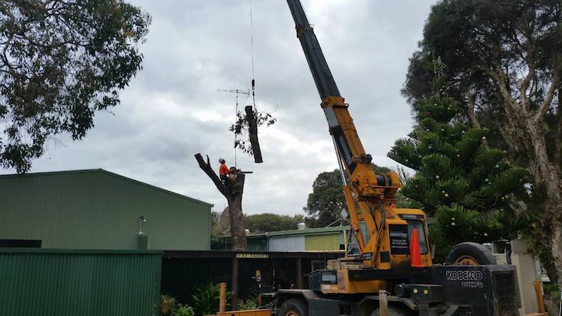 South West Tree Services |  | 121 Ironmonger Rd, Karridale WA 6288, Australia | 0419385897 OR +61 419 385 897