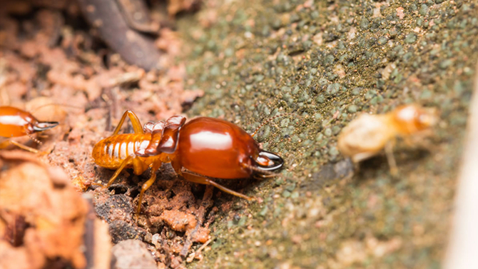 Allbugs Termite Management Services | 162 Birdwood Rd, Holland Park West QLD 4121, Australia | Phone: (07) 3324 0111