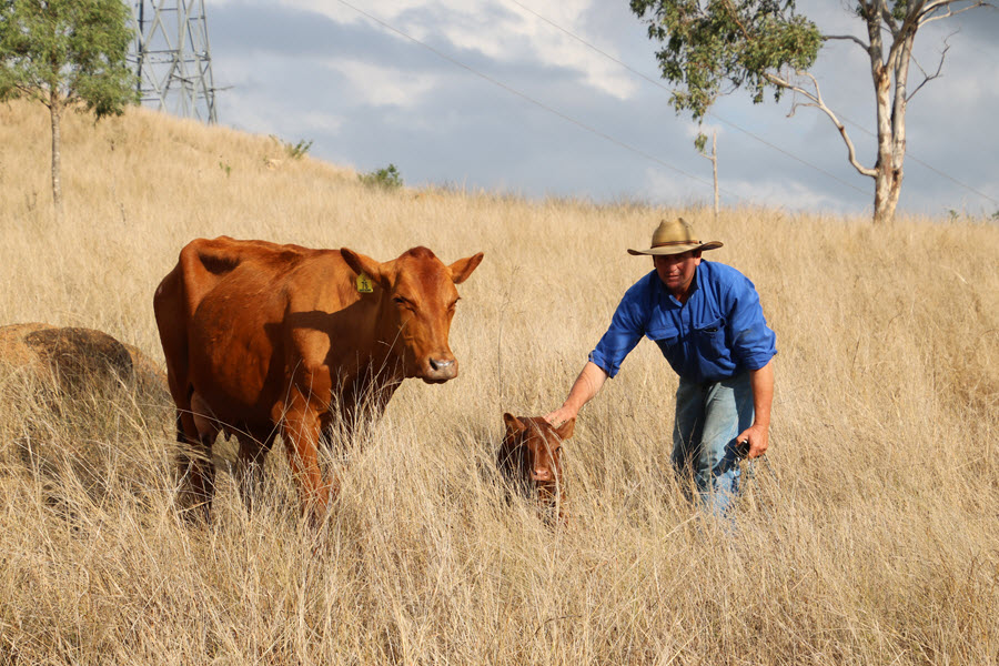 SEIFERT BELMONT REDS | 490 Jolimont Rd, Diamondy QLD 4410, Australia | Phone: 0427 632 113