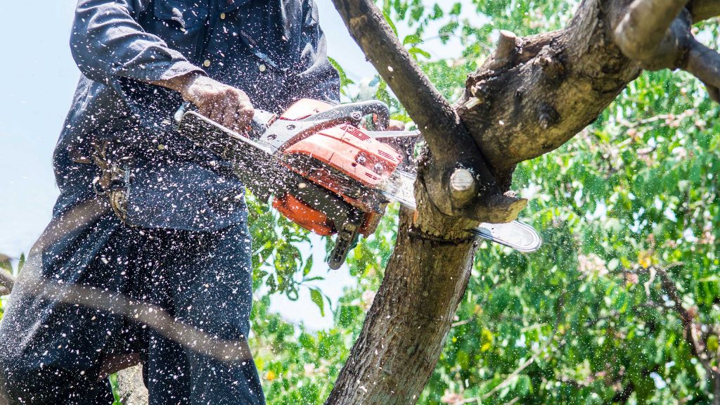 The Tree Services Moggill | 3366 Moggill Rd, Moggill QLD 4070, Australia | Phone: (07) 3608 1855