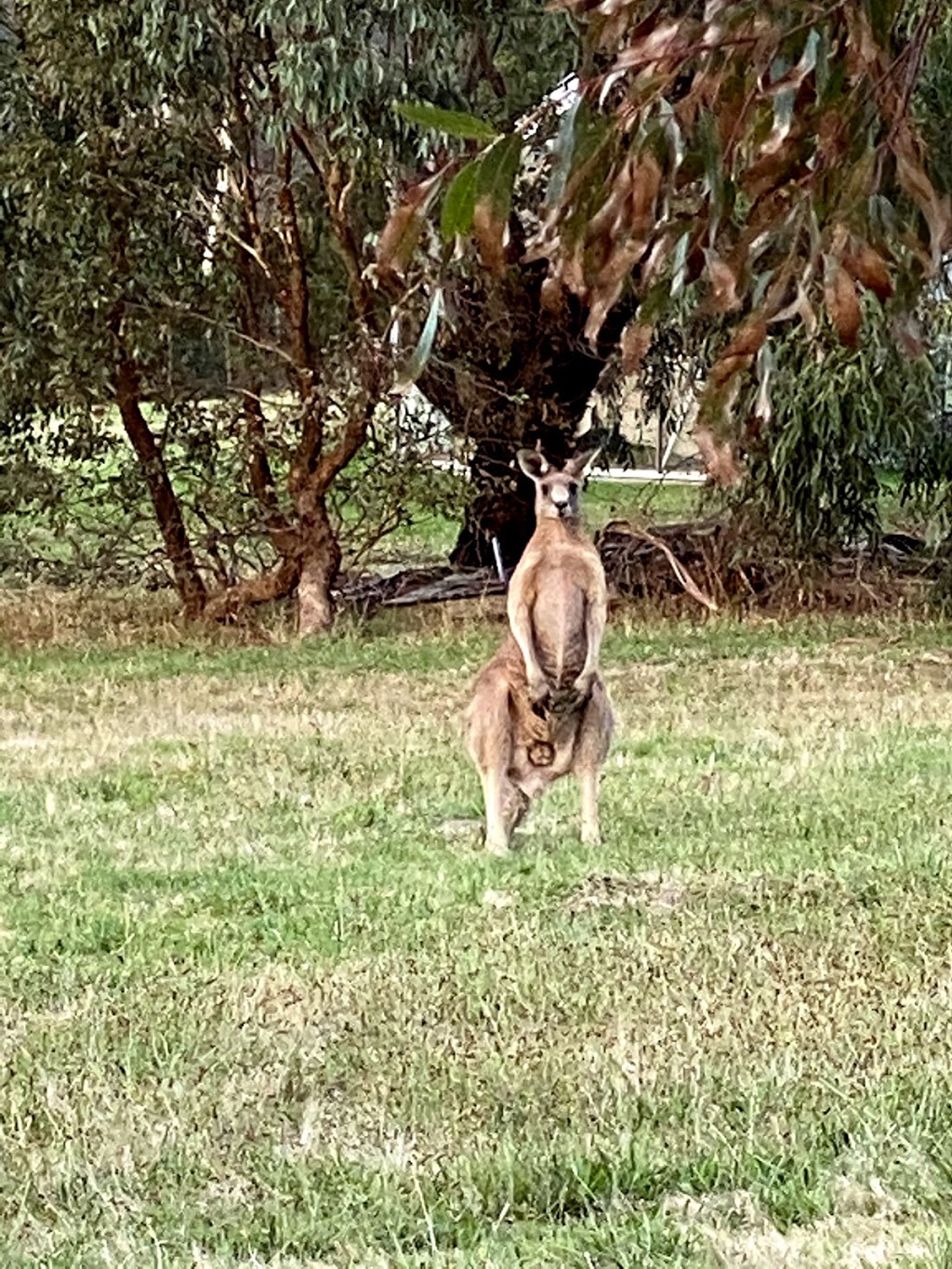 Kangaroo Ground Emergency Operations Centre |  | 3 Ness Ln, Kangaroo Ground VIC 3097, Australia | 0394333733 OR +61 3 9433 3733