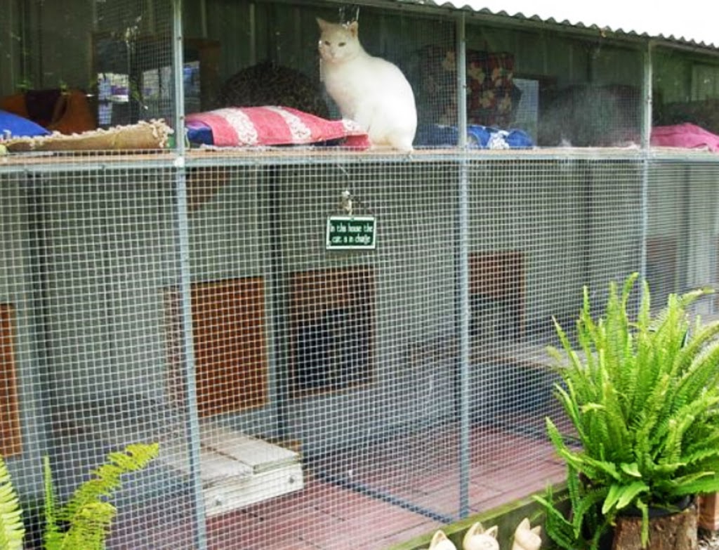 Catterlodge Luxury Cattery | 35 Jacksons Rd, Foster VIC 3960, Australia | Phone: (03) 5682 1033