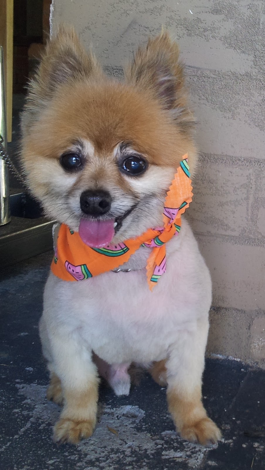 Fuzzy Pupz Dog Grooming | 161B The Round Dr, Avoca Beach NSW 2251, Australia | Phone: 0434 696 424 Fuzzy Pupz Dog Grooming | 161B The Round Dr, Avoca Beach NSW 2251, Australia | Phone: 0434 696 424