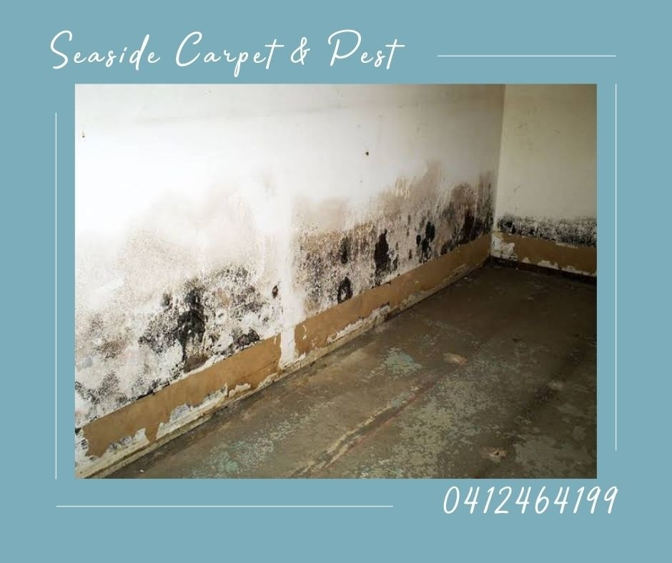 Seaside Carpet & Pest solutions | laundry | 8 Kelvin Grove, Port Macquarie NSW 2444, Australia | 0412464199 OR +61 412 464 199