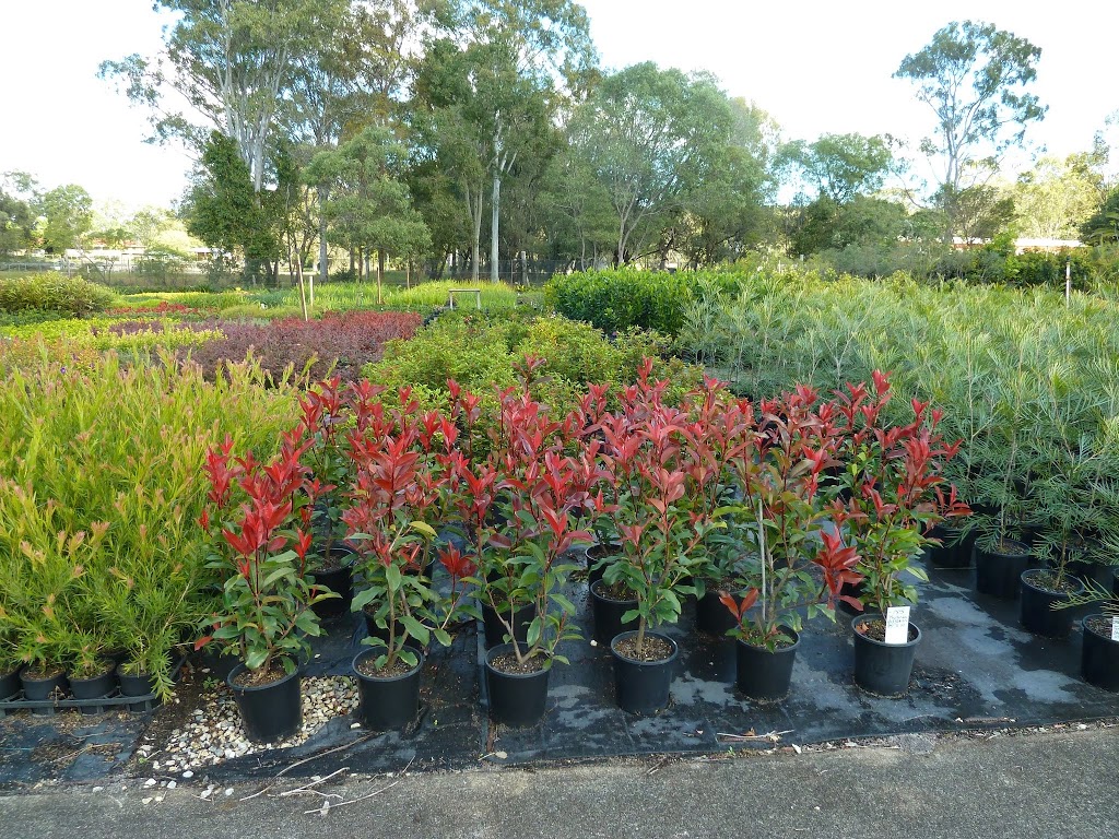 Natural Green Nursery | store | 340 Pimpama Jacobs Well Rd, Pimpama QLD 4209, Australia | 0755466699 OR +61 7 5546 6699