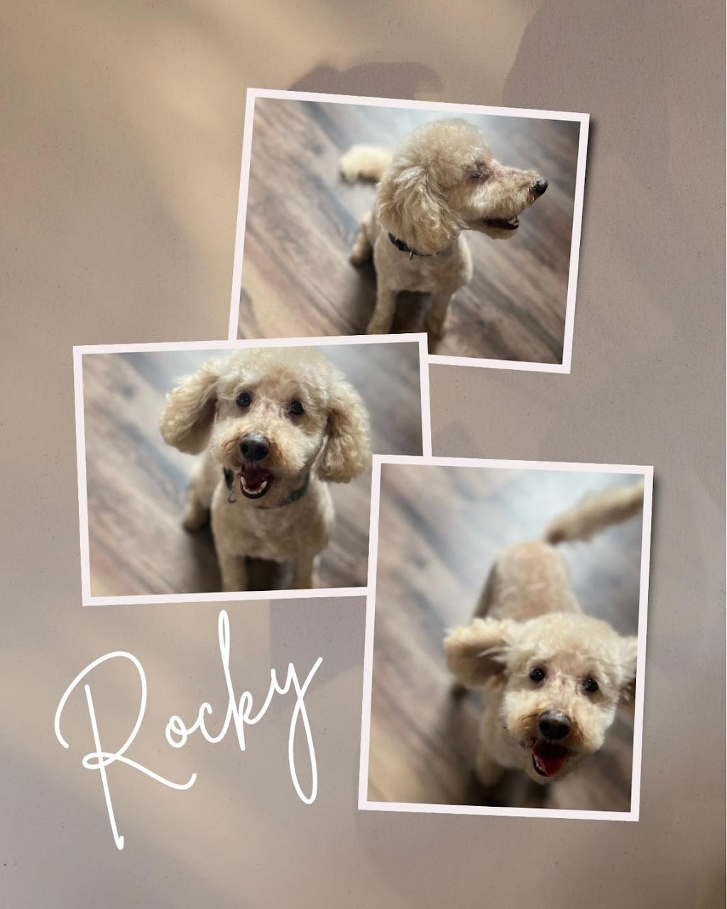 Oscars Groom Room | 410 Wy Yung-Calulu Rd, Ellaswood VIC 3875, Australia | Phone: 0419 608 812