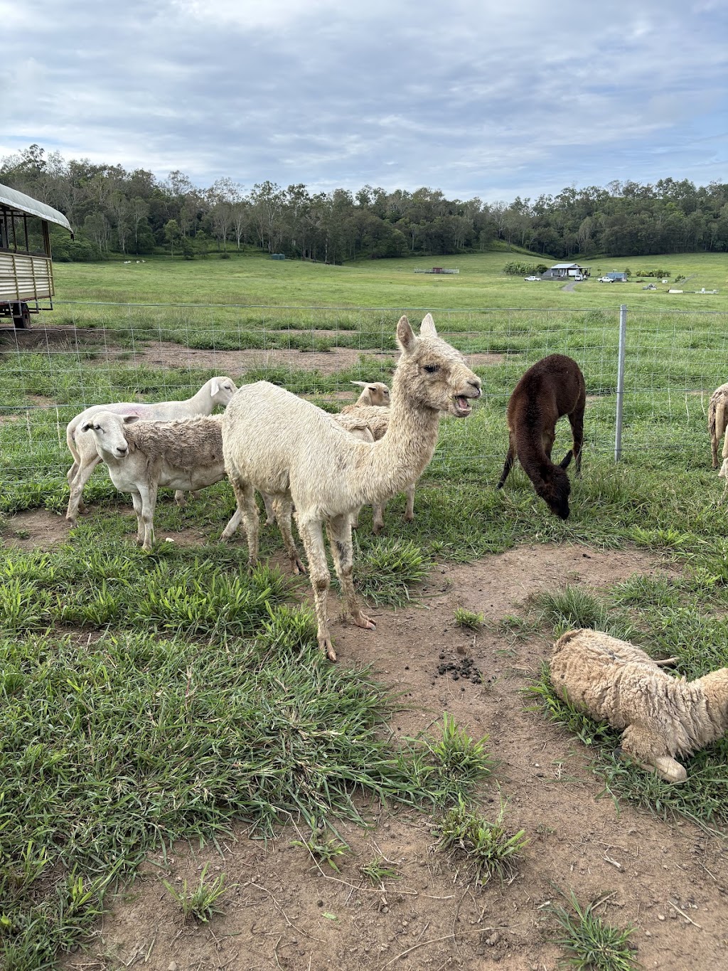Mount Jukes Family Farm | 1000 Kuttabul Mount Jukes Rd, Mount Jukes QLD 4740, Australia | Phone: 0417 928 099