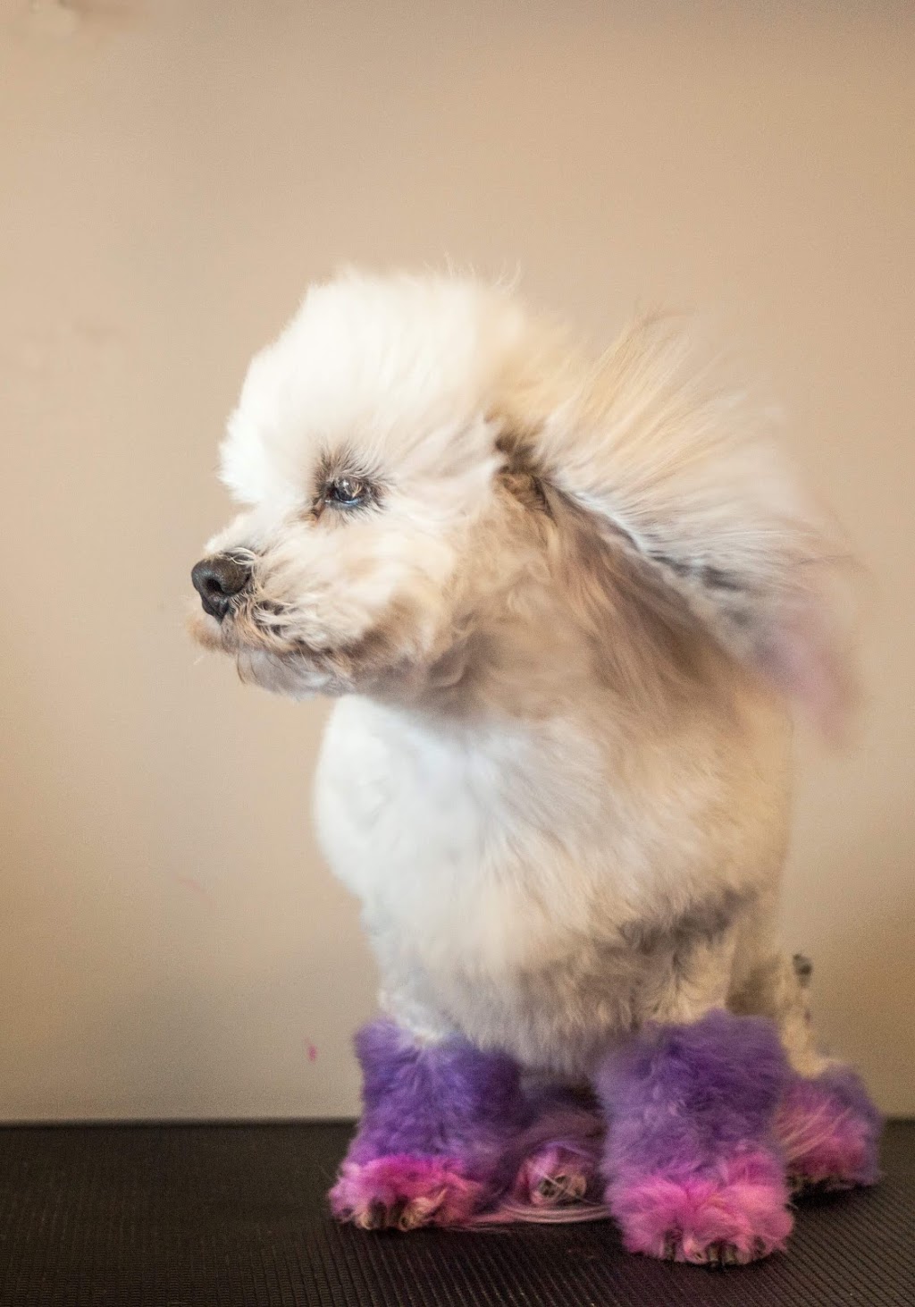 Classy K9s Boutique Spa | 29 Yeates St, Moranbah QLD 4744, Australia | Phone: 0431 253 757