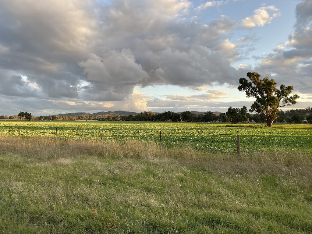 The Stables Farmhouse | 1004 Amaroo Way, Eugowra NSW 2806, Australia | Phone: 0438 159 200