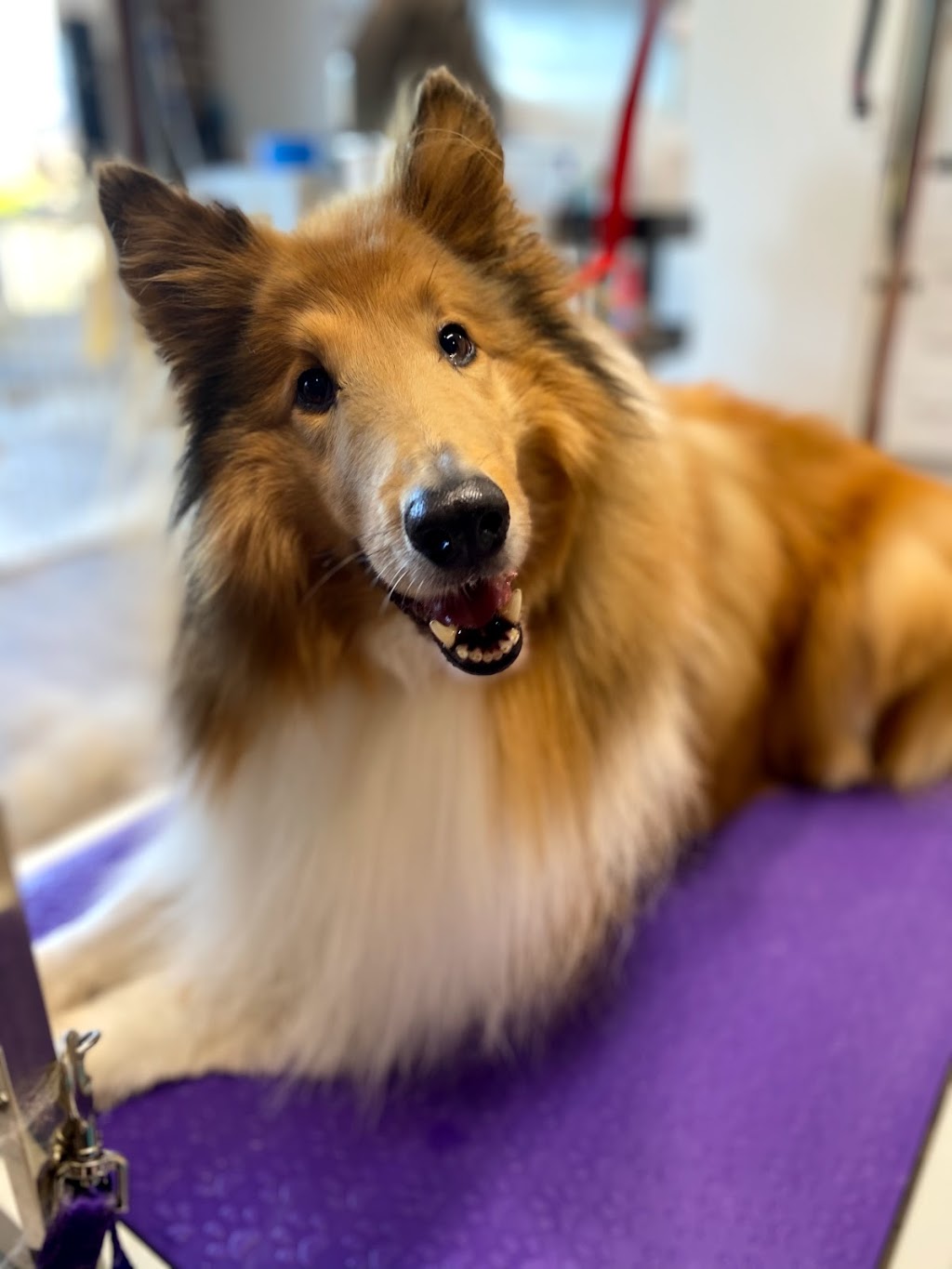 WolfsDen Dog Grooming, Melton | 13 Connolly Dr, Melton West VIC 3337, Australia | Phone: 0499 012 923