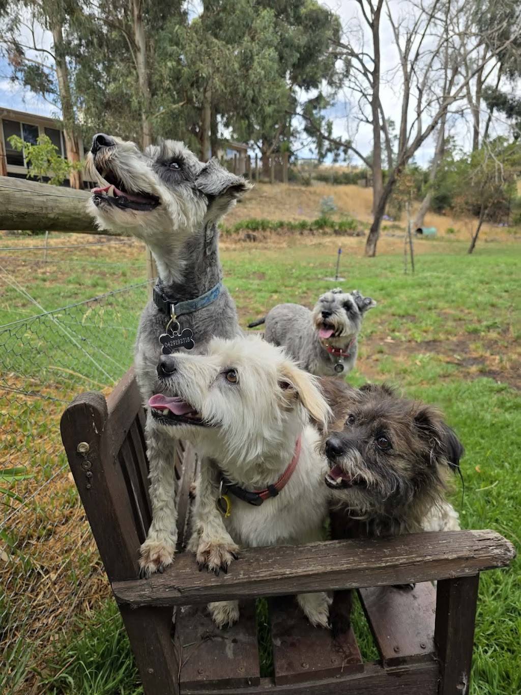 Pawsforabreak | 618 Kline St, Canadian VIC 3350, Australia | Phone: 0409 457 545