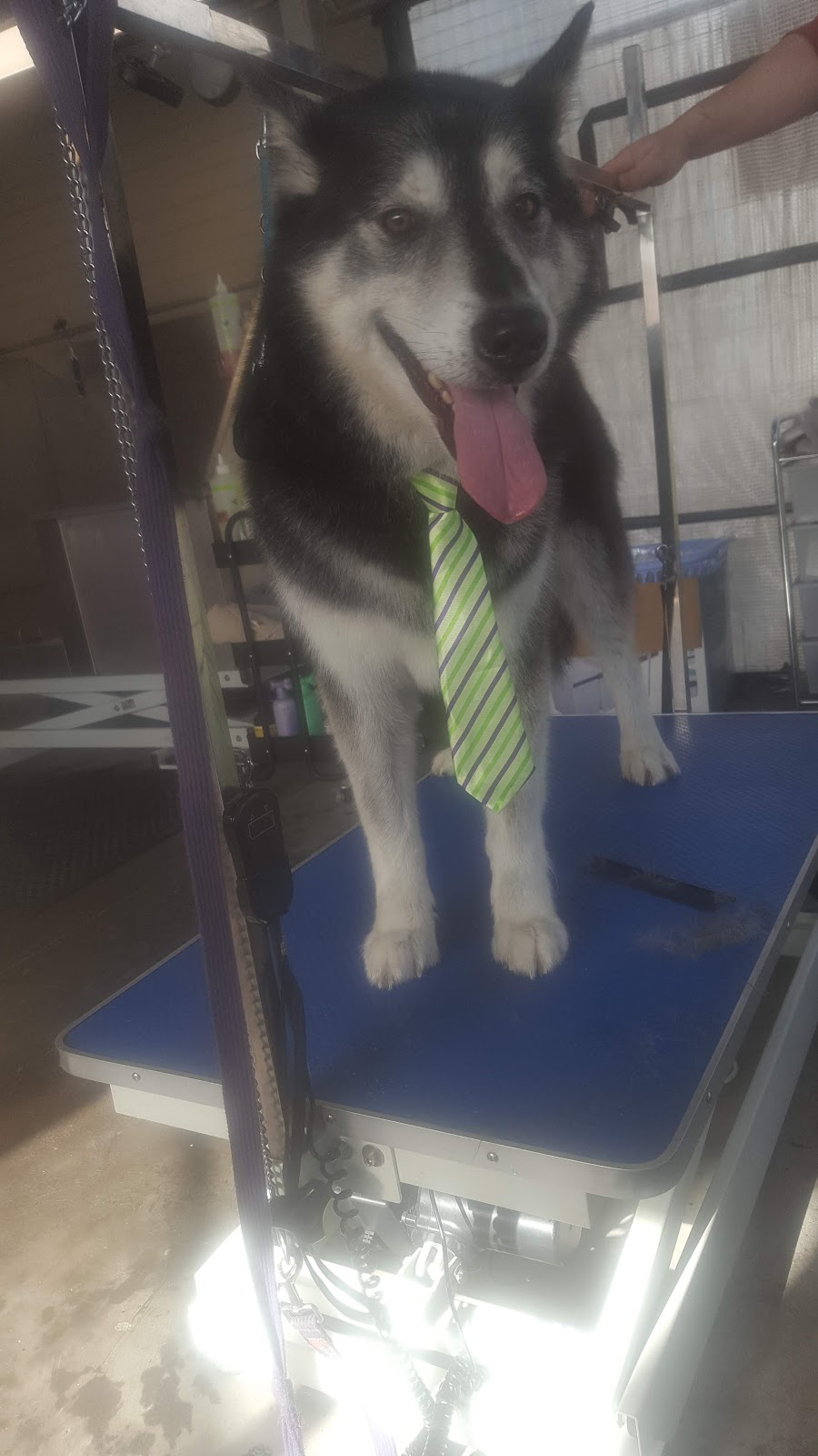 E.Ms dog Grooming | Unit 1/26 Clarence Rd, Wantirna VIC 3152, Australia | Phone: 0434 248 237