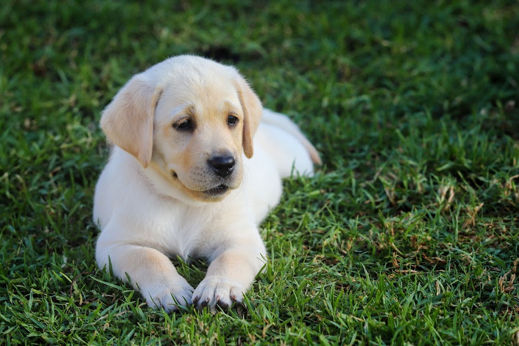 Dowlfalls Labradors | 102 Dowlings Falls Rd, Toorooka NSW 2440, Australia | Phone: 0428 671 252