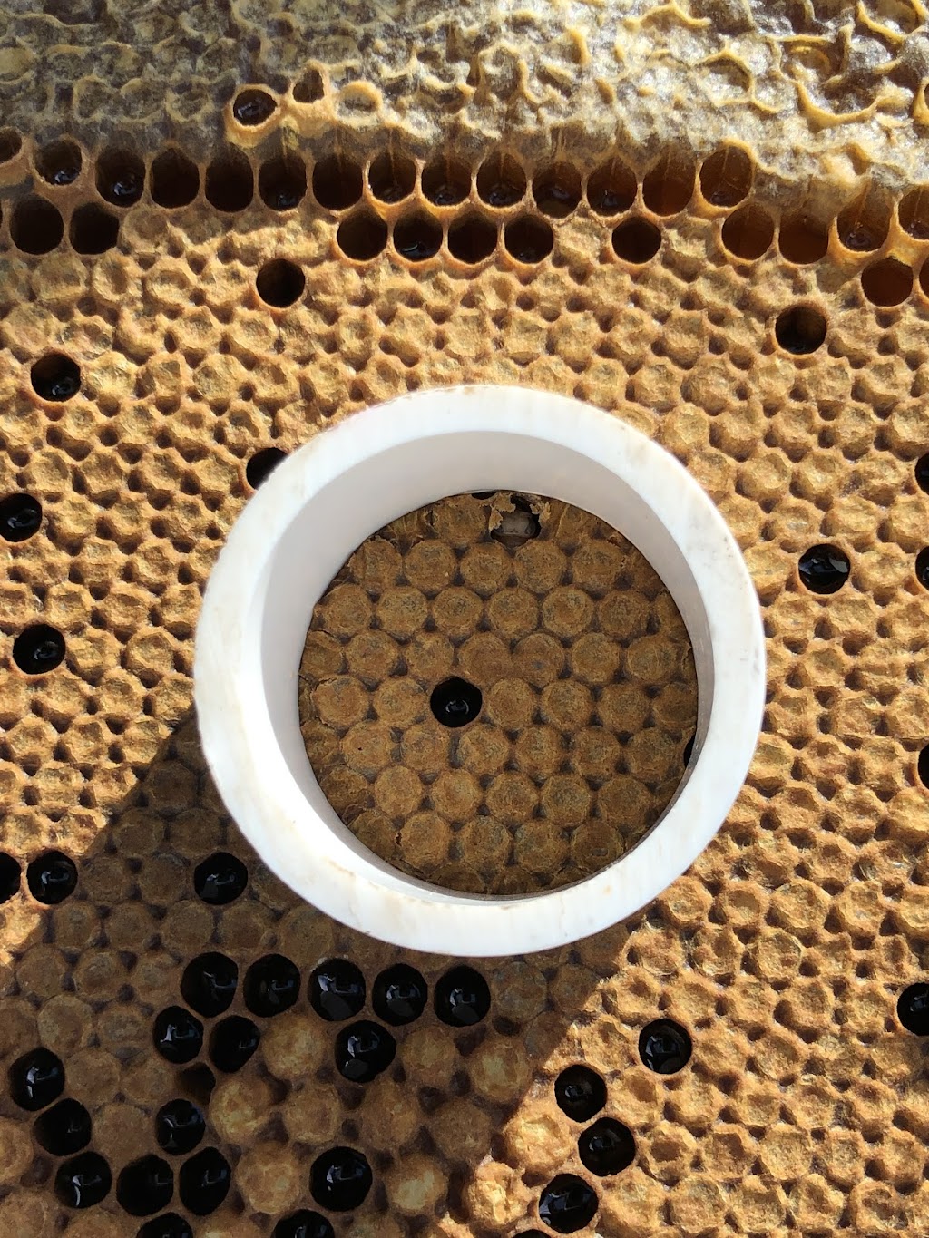 Bee Genetics | 156Fischer Road, Carbrook QLD 4130, Australia | Phone: 0400 833 017