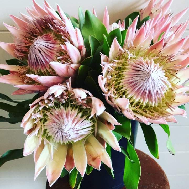Safaris Florist Giftshop | florist | 9/106 Alexander Dr, Highland Park QLD 4211, Australia | 0755749827 OR +61 7 5574 9827