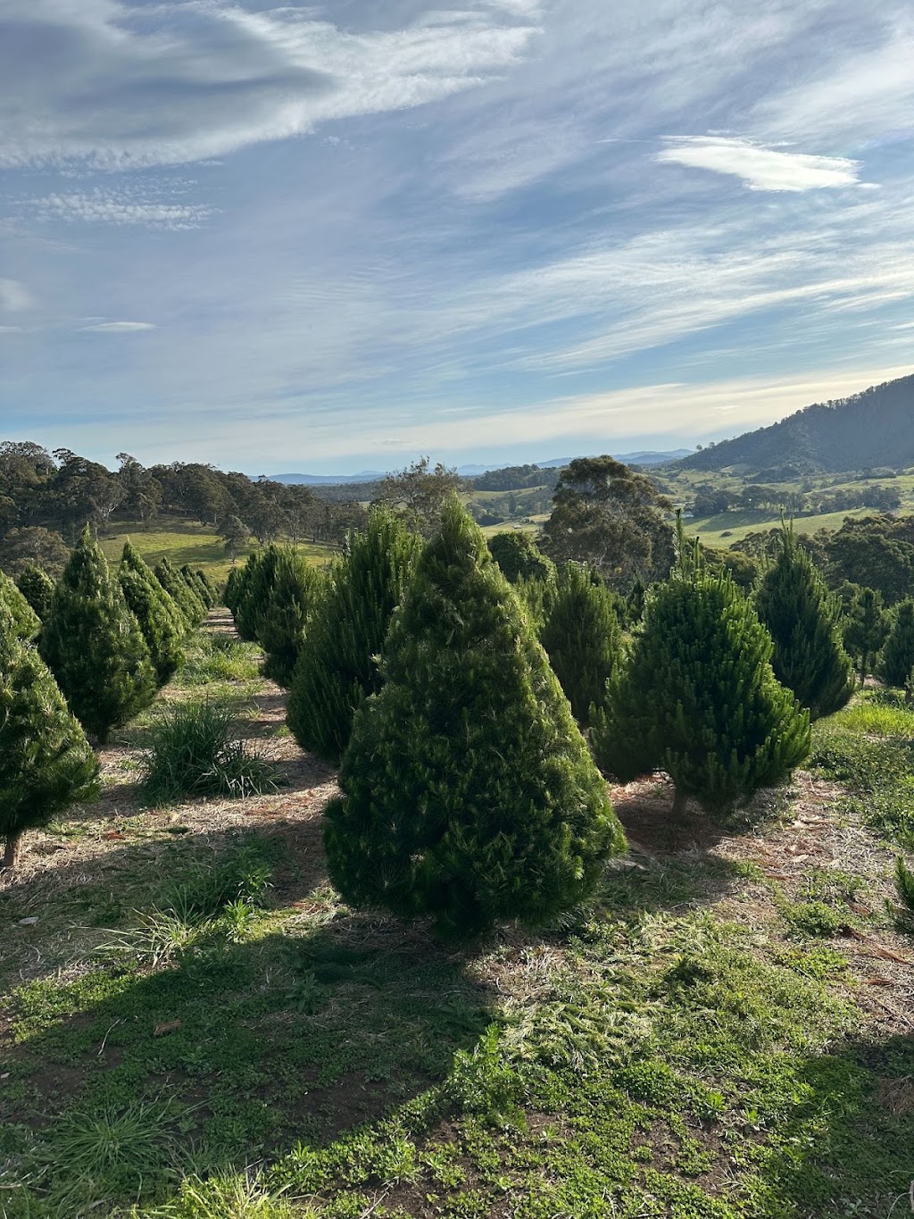 Tilba Farm XMAS Trees | Sherringham Ln, Central Tilba NSW 2546, Australia | Phone: 0411 198 944