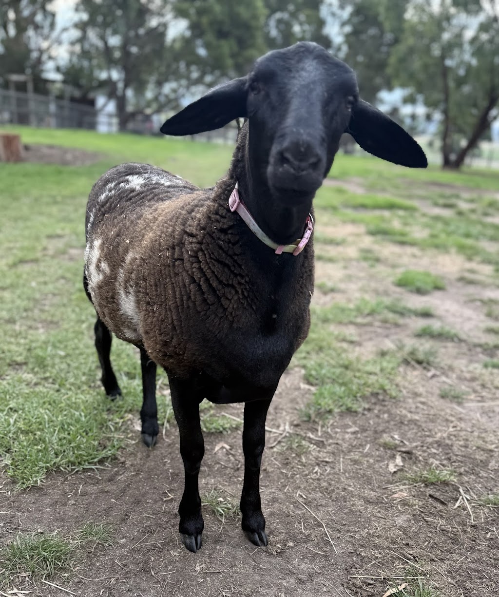 Noah’s Ark Mobile Animal Farm & Petting Zoo | 45 Gleeson Rd, Tynong VIC 3813, Australia | Phone: 0402 008 321