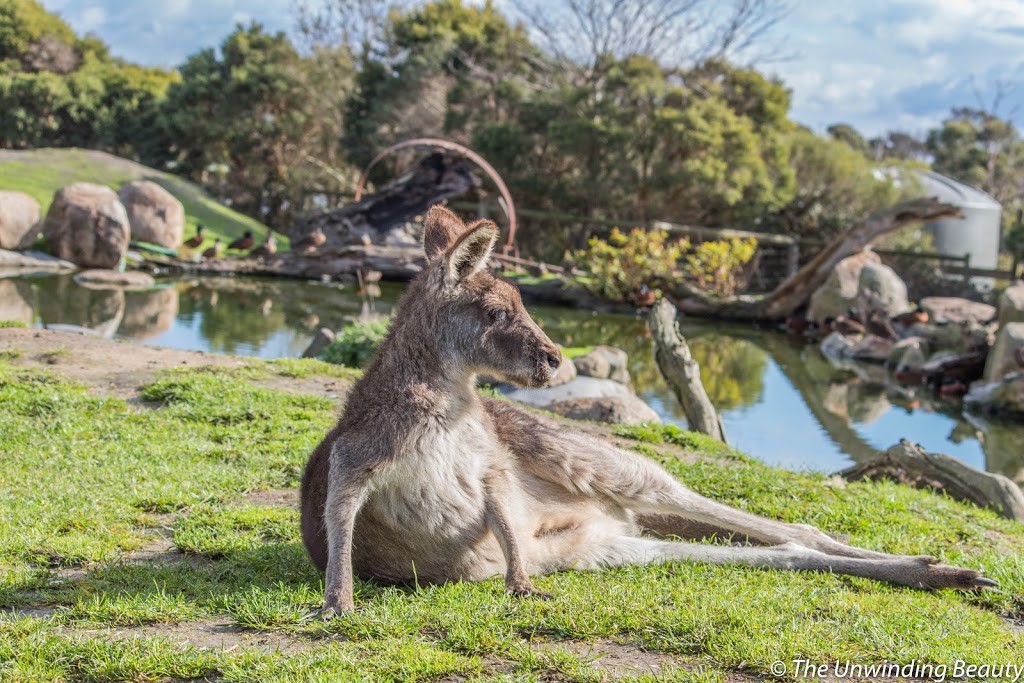 Maru Koala and Animal Park | zoo | 1650 Bass Hwy, Grantville VIC 3984, Australia | 0356788548 OR +61 3 5678 8548