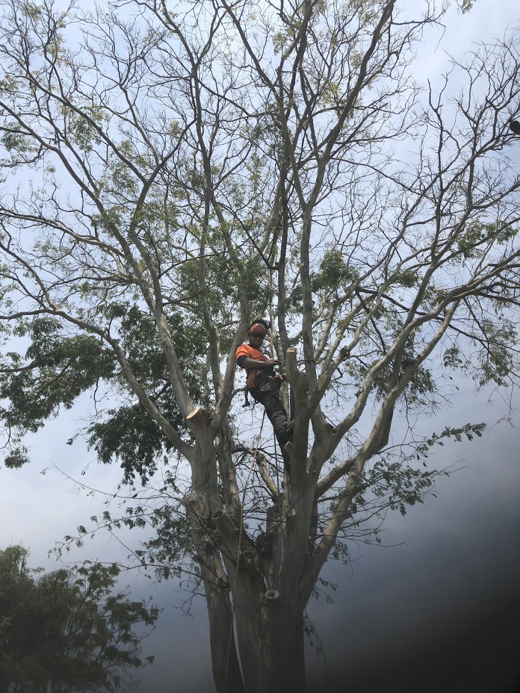 Arborteck tree services |  | 11a Mia St, Kallangur QLD 4503, Australia | 0422241263 OR +61 422 241 263