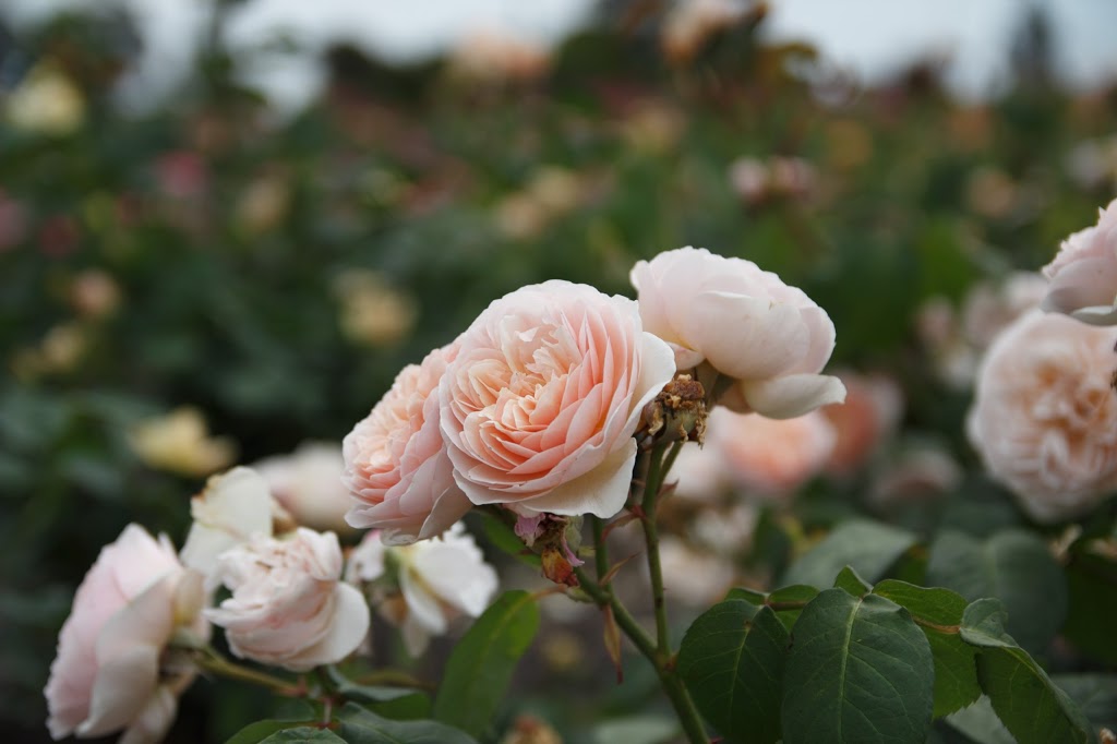 Mornington Botanical Rose Gardens Dunns Rd & MorningtonTyabb Rd