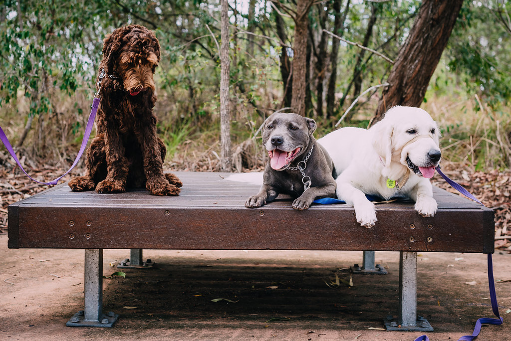 Unleashed Dog Behavioural Training | 21 Minura Ct, Doonan QLD 4562, Australia | Phone: 0437 311 715