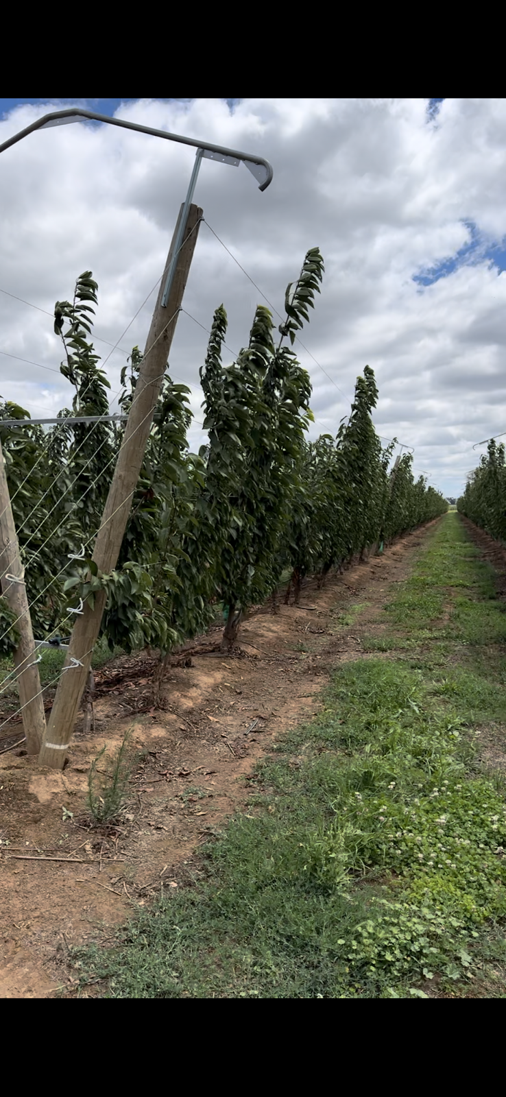 Eren’s Fresh Produce | 990 Craven Rd, Toolamba West VIC 3614, Australia | Phone: 0408 066 321 Eren’s Fresh Produce | 990 Craven Rd, Toolamba West VIC 3614, Australia | Phone: 0408 066 321