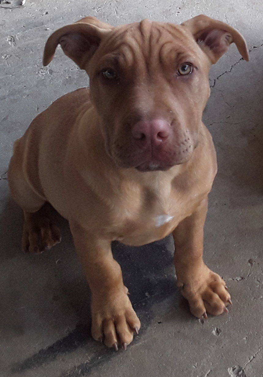 Aylwards Dog School | 49 Lairhopes Rd, Ebenezer (near Rosewood) QLD 4340, Australia | Phone: (07) 5464 1810