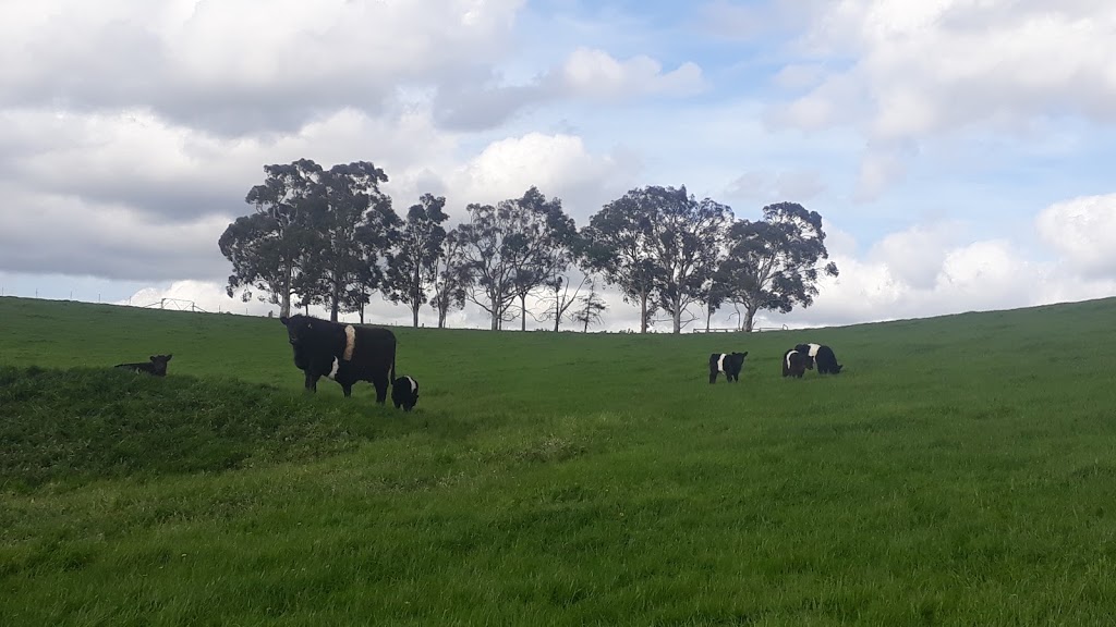 Silvan Park Belted Galloways | 5 Wilhelmina Falls Rd, Murrindindi VIC 3717, Australia | Phone: 0488 379 675