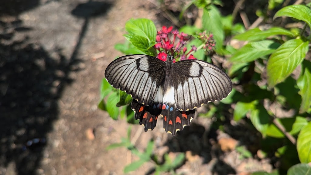 The Garden of Eden Grantham | F53F+J4, Grantham QLD 4347, Australia | Phone: 0409 491 419