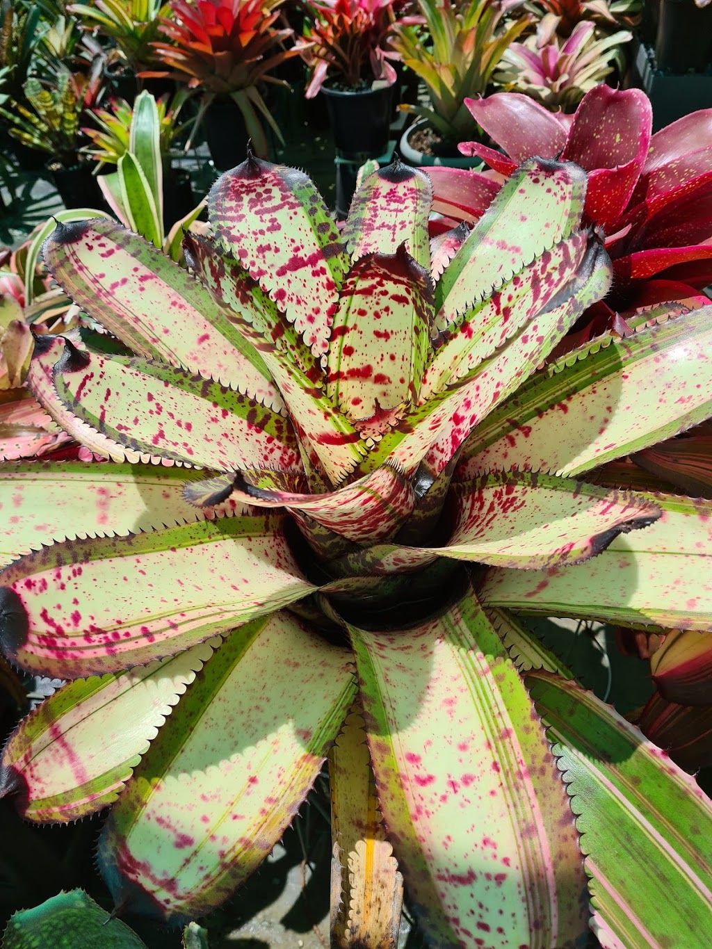 Charlies Bromeliads | home goods store | 6 Keal Cl, Mareeba QLD 4880, Australia