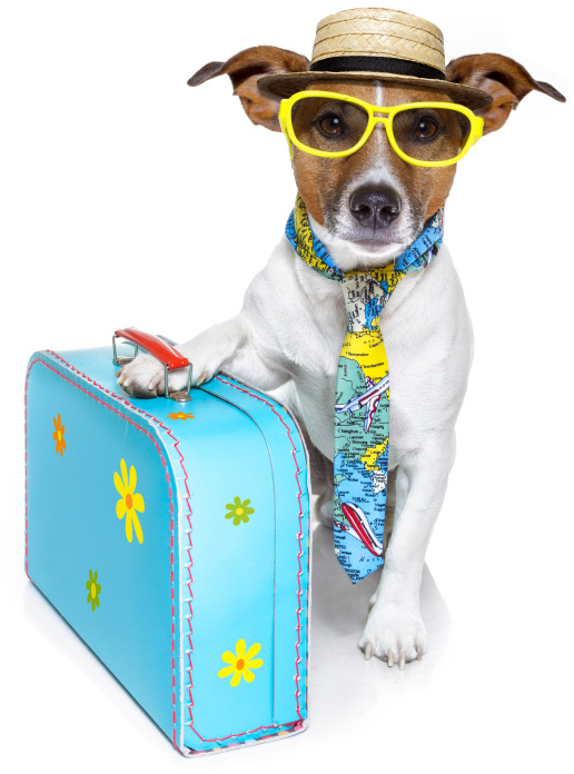 Dog Friendly Holidays - Peregian Beach | real estate agency | 73 Oriole Ave, Peregian Beach QLD 4573, Australia | 0413059925 OR +61 413 059 925