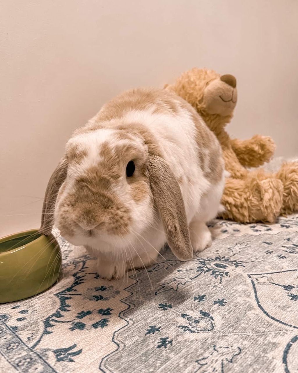 Bunny Bunks | Bateau Bay Rd, Bateau Bay NSW 2261, Australia | Phone: 0404 686 528