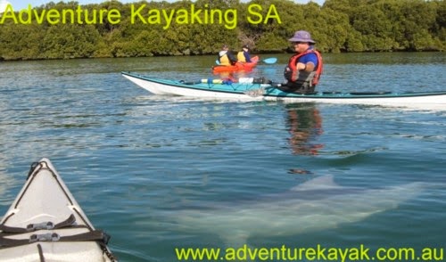 Adventure Kayaking SA| Port River Dolphins | LOT 204 Garden Island Rd, Port Adelaide SA 5015, Australia | Phone: 0429 019 141