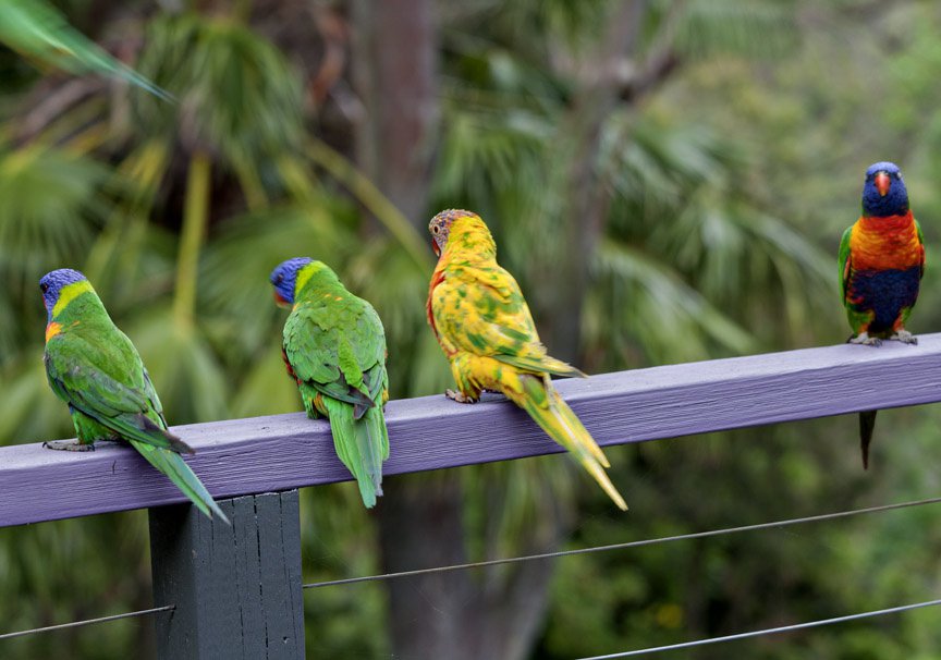 Melbourne bird Control |  | 2 Dobell Dr, Eltham VIC 3095, Australia | 0488760121 OR +61 488 760 121